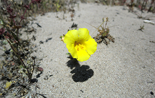 rare plant species monkeyflower